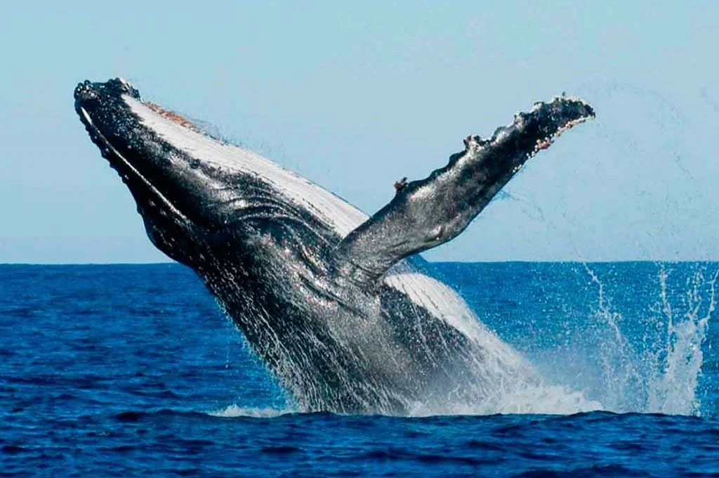 Observacion de ballenas jorobadas excursion samana.jpg